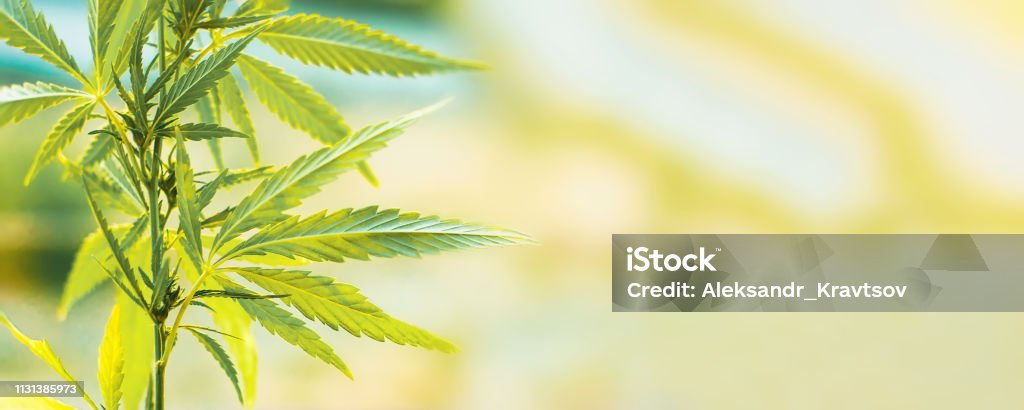 Cannabis commercial grow. Concept of herbal alternative medicine, CBD oil Cannabidiol Stock Photo
