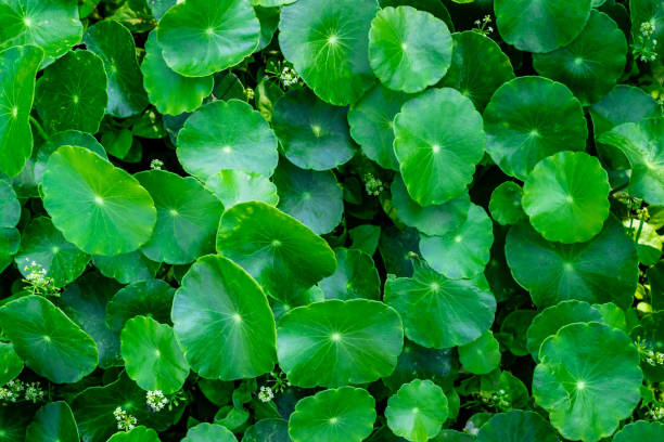 istock Green small plants on the ground 1131387276