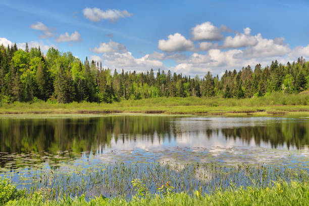 Small lake Mauricie Forest Landscape in Canada reflet stock pictures, royalty-free photos & images