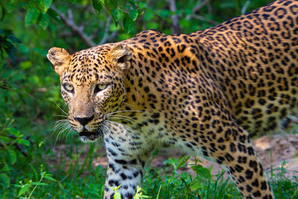 istock Wild leopard. Yala National Park. Sri Lanka. 1131388344