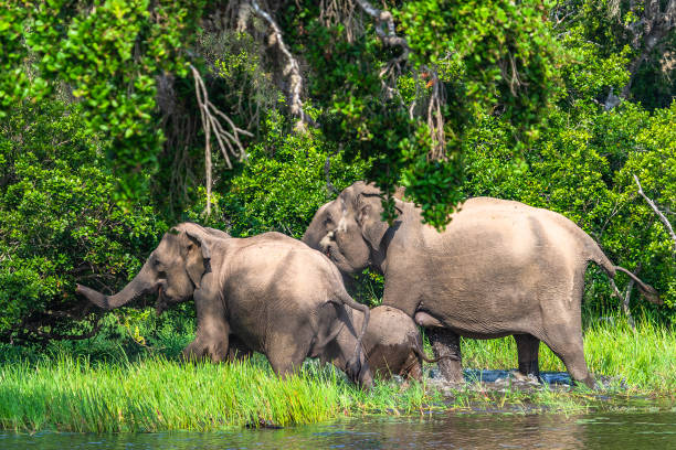 istock Asian elephant. Yala National Park. Sri Lanka. 1131389276