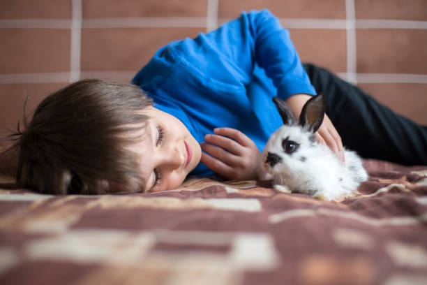 симпатичный маленький мальчик дошкольного возраста, играя с домашними кроликами дома - rabbit child pets little boys стоковые фото и изображения
