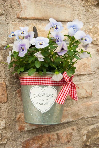 istock A pretty lilac violets flowers hung on a rough wall 1131389914
