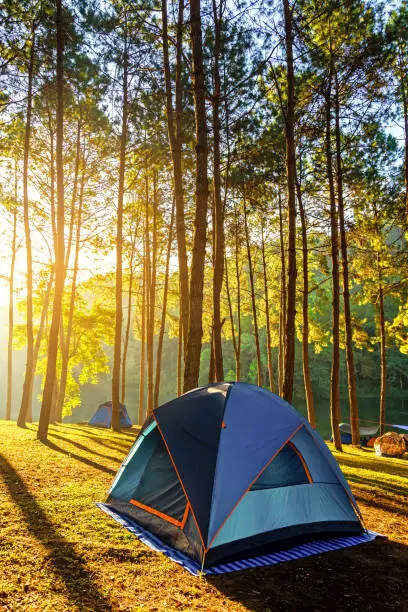 Adventures Camping and tent under the pine forest near water outdoor in morning and sunset at Pang-ung, pine forest park , Mae Hong Son, North of Thailand, forest background.