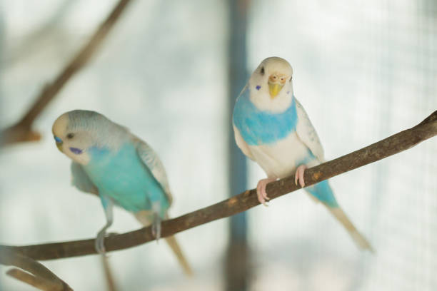 istock blue and white budgerigar parrot close up sits on tree branch 1131391130