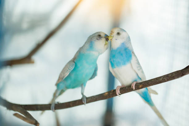 blue and white budgerigar parrot close up sits on tree branch