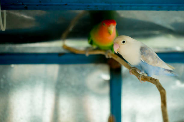istock white and Green budgerigar parrots close up sits on tree branch 1131391230