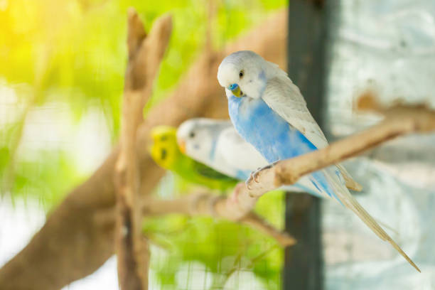 istock blue and white budgerigar parrot close up sits on tree branch 1131391256