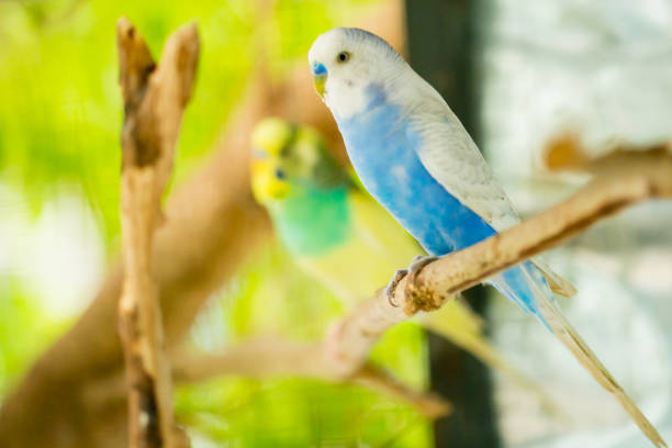 istock blue and white budgerigar parrot close up sits on tree branch 1131391284