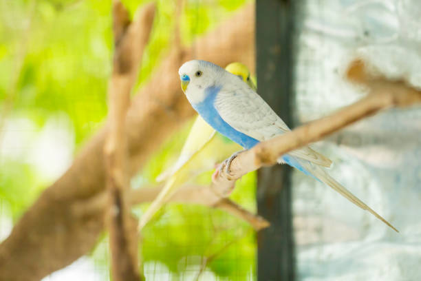 istock blue and white budgerigar parrot close up sits on tree branch 1131391294