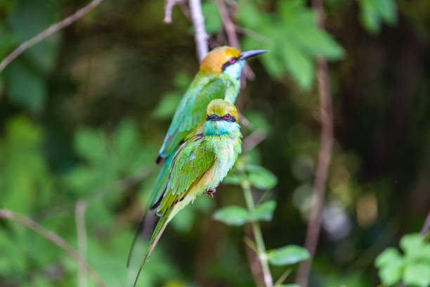 istock Green bee eater. Yala National Park. Sri Lanka. 1131391366