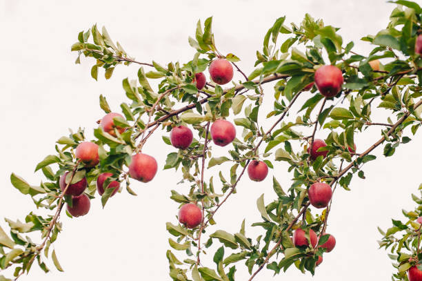 istock Branch of red apples 1131391390