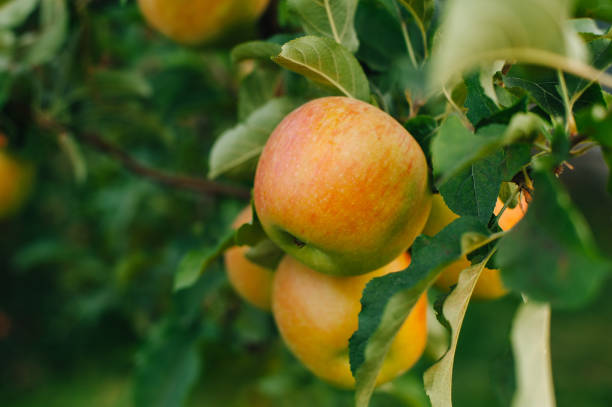 istock Branch of yellow apples 1131392193