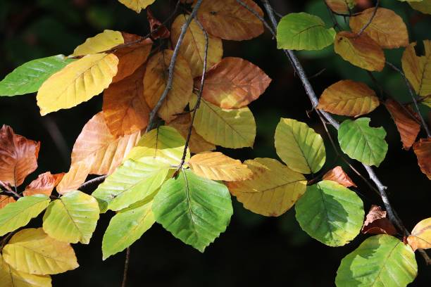 istock close up of colorful leafes at the tree 1131392326