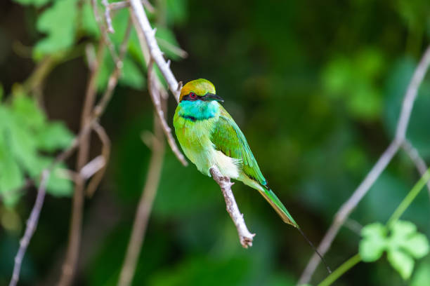 istock Green bee eater. Yala National Park. Sri Lanka. 1131392793