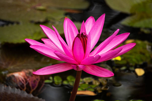 istock Lotus Water Lily Purple 1131394476