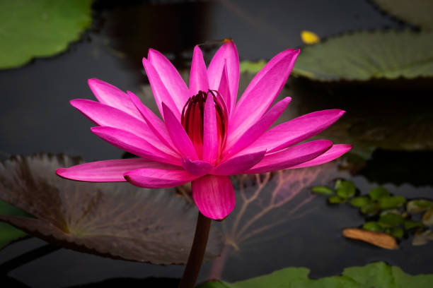 istock Lotus Water Lily Purple 1131394481