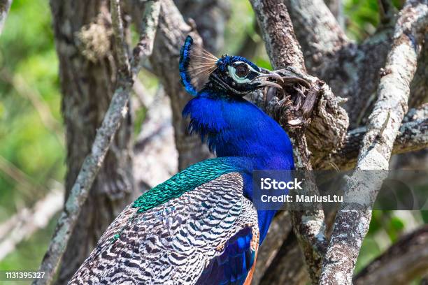 Peacock Yala National Park Sri Lanka Stock Photo - Download Image Now -  Animal, Animal Body Part, Animal Eye - iStock