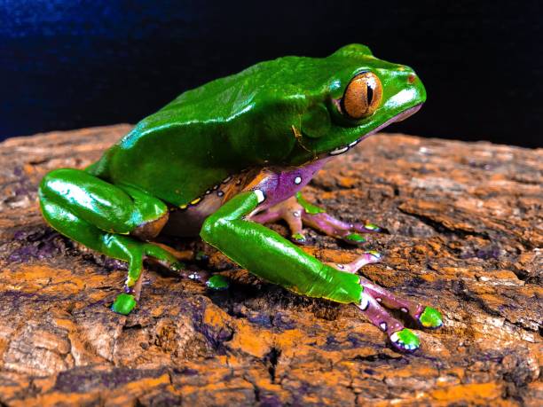 istock Bicolor Phyllomedusa 1131395328