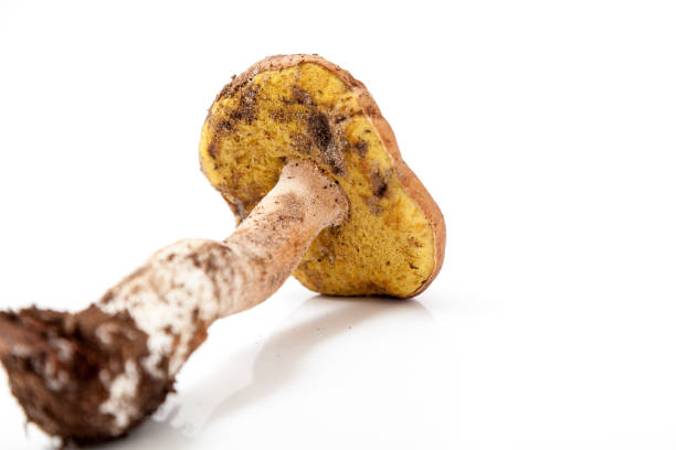 istock Mushroom boletus on white background 1131396013