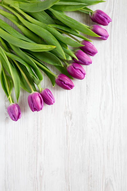 istock Top view, purple tulips on white wooden surface. Flat lay, overhead, from above. Copy space. 1131396222