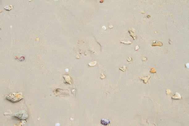 istock Sea shells on sandy beach. Summer background. Top view 1131396931