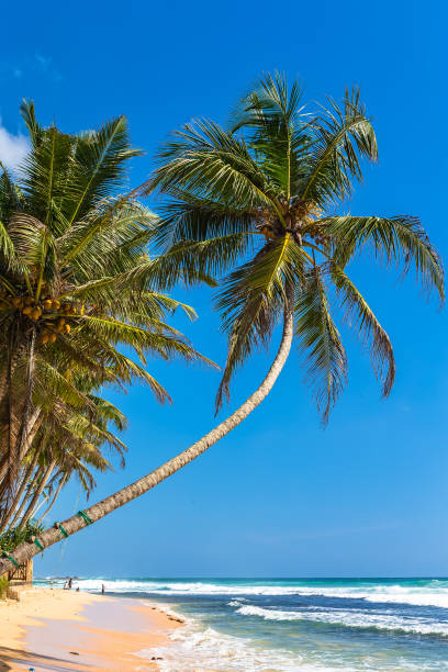 istock Beach view in Unawatuna, Sri Lanka. 1131397395