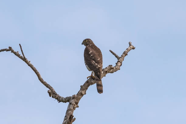 istock Crested serpent eagle. Yala National Park. Sri Lanka. 1131397678