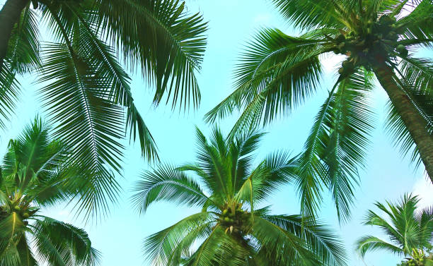 istock Vintage coconut leaves and sky background,summer theme. 1131397849