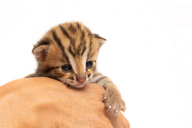 istock Bengal kitten and human hand 1131399326