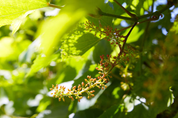 istock Baby Grapes. Closeup of view in beginning stage. 1131403724