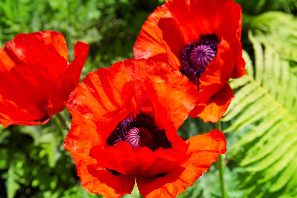 Red poppy blossom on wild field with selective focus. Natural drugs. Lonely poppy. Soft focus blur
