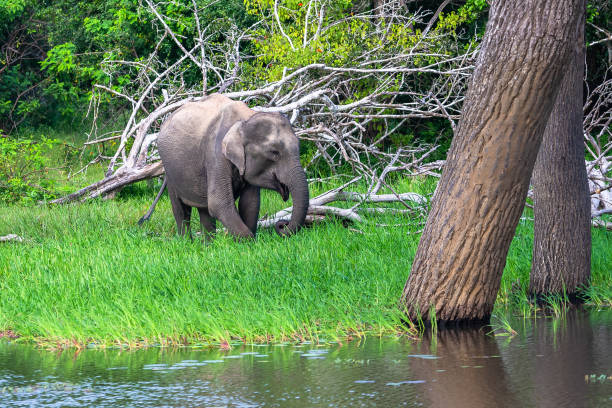 istock Asian elephant. Yala National Park. Sri Lanka. 1131404189
