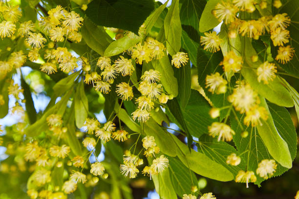 istock Blossoming linden branch in june day 1131404258