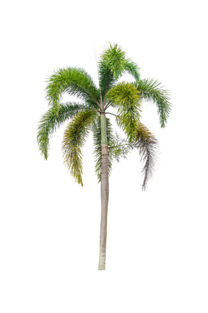 istock Palm tree Ornamental plants  beautiful on white background 1131405050