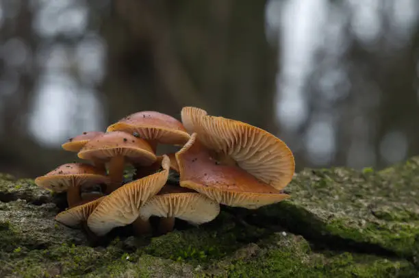 Photo of Velvet shank (Flammulina velutipes) on tree bark. Also known as  Enokitake or Enoki. Edible mushroom, natural environment.