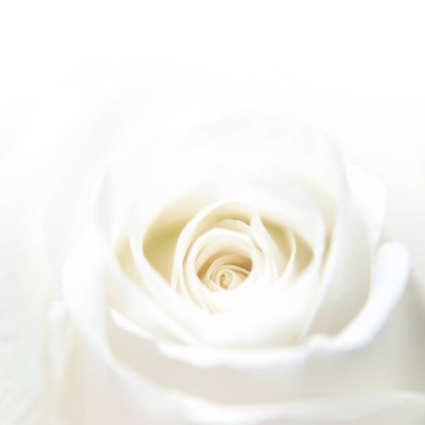 istock Beautiful of white rose 1131406408
