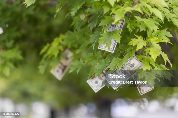 Money Growing On Trees Stock Photo - Download Image Now - Money Tree, Passive Income, Business