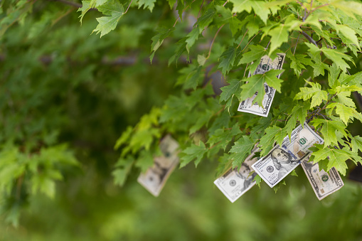 Money growing on tree, USA currency dollar, cash crop, money tree, finance concept stock, investment, passive income, inheritance, loans, saving, money doesn't grow on trees