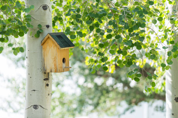 istock Bird house in white aspen tree 1131407682