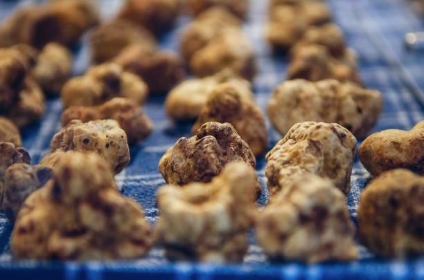 istock White truffles in Alba, Piedmont, Italy 1131409646
