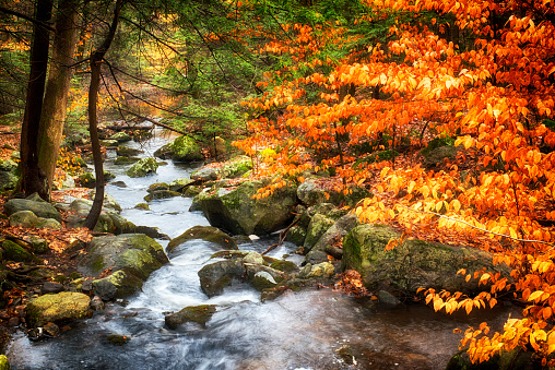 A stream flowing from the pond at Burr Pond state park Torrington, Connecticut during a colorful autumn.