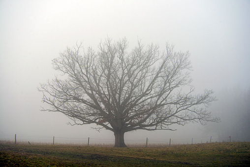 Lone Tree on Foggy Day