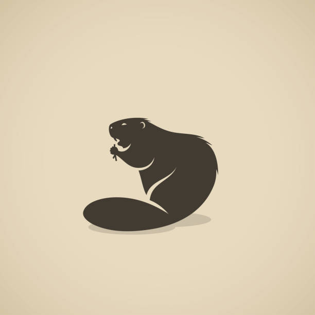 Beaver animal - vector illustration Beaver animal beaver stock illustrations