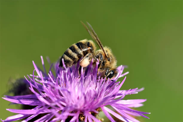 istock Bee pollination of a flower 1131411960