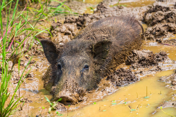 Wild boar. Yala National Park. Sri Lanka. stock photo