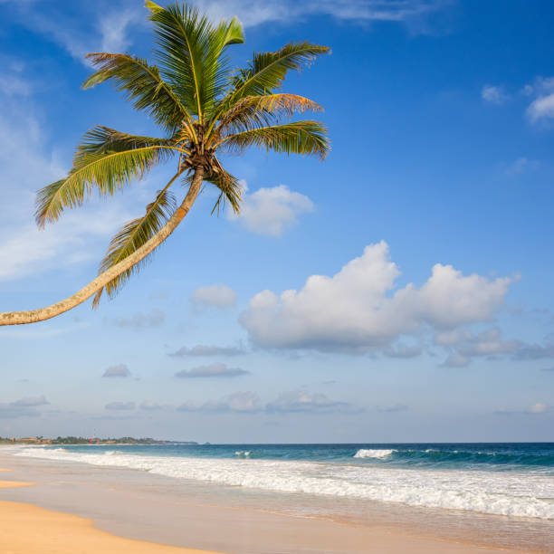 istock Paradise - sea, palm tree, tropical beach, Sri Lanka 1131412076
