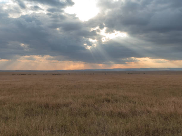 istock Sunlight filters through the big clouds on the savannah at sunset 1131412756