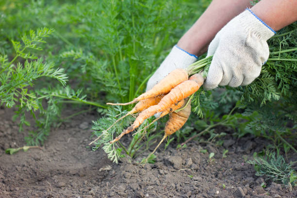 istock farmer holding fresh carrots, harvesting, 1131412854