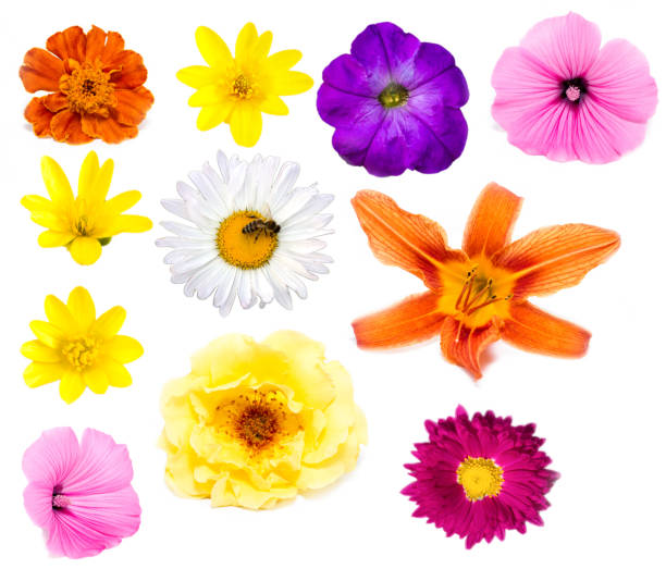 istock Big set of beautiful flowers, 1131413139